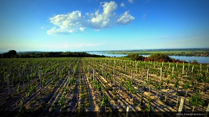 vinograd_dunavska_terasa